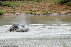 Flusspferd (90 von 104).jpg